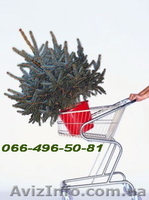 Ель колючая сизая (голубая ель) – формированные растения.  - <ro>Изображение</ro><ru>Изображение</ru> #3, <ru>Объявление</ru> #146428