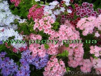 Оптовые поставки многолетних растений. - <ro>Изображение</ro><ru>Изображение</ru> #2, <ru>Объявление</ru> #146425