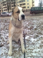 Продам среднеазиатскую овчарку. Алабай - <ro>Изображение</ro><ru>Изображение</ru> #1, <ru>Объявление</ru> #145391