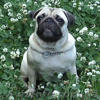 Мопс. Щенки.Продаются. - <ro>Изображение</ro><ru>Изображение</ru> #5, <ru>Объявление</ru> #153670