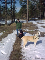 Продам среднеазиатскую овчарку. Алабай - <ro>Изображение</ro><ru>Изображение</ru> #2, <ru>Объявление</ru> #145391