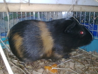 Продам морских свинок - <ro>Изображение</ro><ru>Изображение</ru> #2, <ru>Объявление</ru> #154749