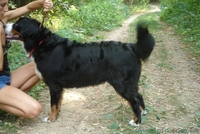 Бернский зенненхунд щенки от чемпиона Польши - <ro>Изображение</ro><ru>Изображение</ru> #3, <ru>Объявление</ru> #149848