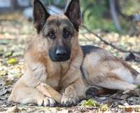 Вязка немецкой овчарки - <ro>Изображение</ro><ru>Изображение</ru> #4, <ru>Объявление</ru> #151183