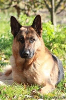 Вязка немецкой овчарки - <ro>Изображение</ro><ru>Изображение</ru> #5, <ru>Объявление</ru> #151183