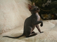 Донской сфинкс котенок - <ro>Изображение</ro><ru>Изображение</ru> #2, <ru>Объявление</ru> #149628