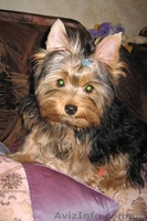 Йорк от мультичемпиона,КСУ - <ro>Изображение</ro><ru>Изображение</ru> #1, <ru>Объявление</ru> #151692