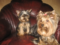 Продам щенков Йоркширских терьеров МИНИ ДЕВОЧКА - <ro>Изображение</ro><ru>Изображение</ru> #3, <ru>Объявление</ru> #136080