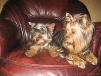 Продам щенков Йоркширских терьеров МИНИ ДЕВОЧКА - <ro>Изображение</ro><ru>Изображение</ru> #2, <ru>Объявление</ru> #136080