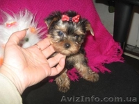 Йоркширский терьер//КСУ - <ro>Изображение</ro><ru>Изображение</ru> #1, <ru>Объявление</ru> #135477