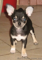 ЧИХУАХУА очаровательный щенок шоу-класса - <ro>Изображение</ro><ru>Изображение</ru> #1, <ru>Объявление</ru> #150276