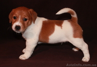 Джек Рассел терьер - <ro>Изображение</ro><ru>Изображение</ru> #2, <ru>Объявление</ru> #144608