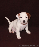 Джек Рассел терьер - <ro>Изображение</ro><ru>Изображение</ru> #5, <ru>Объявление</ru> #144608