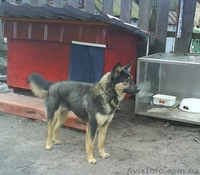 МИНИовчарка Пальма,  9,5 мес. (стерилизована). Собака отдаётся почти даром - <ro>Изображение</ro><ru>Изображение</ru> #1, <ru>Объявление</ru> #153345