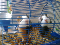 Продам морских свинок - <ro>Изображение</ro><ru>Изображение</ru> #4, <ru>Объявление</ru> #154749