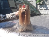 Йорк от мультичемпиона,КСУ - <ro>Изображение</ro><ru>Изображение</ru> #2, <ru>Объявление</ru> #151692