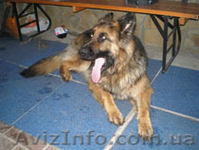 Щенки немецкой овчарки от элитных родителей - <ro>Изображение</ro><ru>Изображение</ru> #1, <ru>Объявление</ru> #148839
