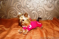 йоркширский терьер, супер щенки - <ro>Изображение</ro><ru>Изображение</ru> #2, <ru>Объявление</ru> #146284