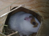 Продам морских свинок - <ro>Изображение</ro><ru>Изображение</ru> #3, <ru>Объявление</ru> #154749