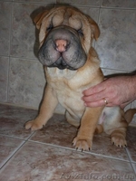 Китайский шар-пей - <ro>Изображение</ro><ru>Изображение</ru> #2, <ru>Объявление</ru> #156780