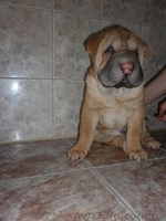 Китайский шар-пей - <ro>Изображение</ro><ru>Изображение</ru> #3, <ru>Объявление</ru> #156780