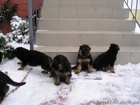 Щенки немецкой овчарки от элитных родителей - <ro>Изображение</ro><ru>Изображение</ru> #3, <ru>Объявление</ru> #148839