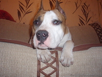 Предлагается высокопородный, подрощенный щенок Ам. стафф. терьера - <ro>Изображение</ro><ru>Изображение</ru> #1, <ru>Объявление</ru> #155531