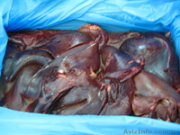  СУБПРОДУКТЫ СВИННЫE - <ro>Изображение</ro><ru>Изображение</ru> #7, <ru>Объявление</ru> #146638