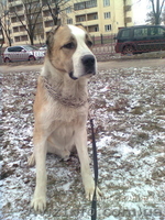 Продам настоящего охранника - <ro>Изображение</ro><ru>Изображение</ru> #1, <ru>Объявление</ru> #149070