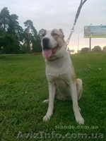 Продам настоящего охранника - <ro>Изображение</ro><ru>Изображение</ru> #3, <ru>Объявление</ru> #149070