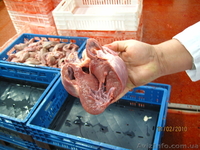  СУБПРОДУКТЫ СВИННЫE - <ro>Изображение</ro><ru>Изображение</ru> #4, <ru>Объявление</ru> #146638