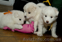 Щенки самоедской лайки (самоеды) - <ro>Изображение</ro><ru>Изображение</ru> #1, <ru>Объявление</ru> #144080