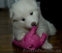 Щенки самоедской лайки (самоеды) - <ro>Изображение</ro><ru>Изображение</ru> #2, <ru>Объявление</ru> #144080