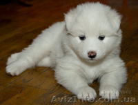 Щенки самоедской лайки (самоеды) - <ro>Изображение</ro><ru>Изображение</ru> #3, <ru>Объявление</ru> #144080