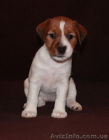 Джек Рассел терьер - <ro>Изображение</ro><ru>Изображение</ru> #6, <ru>Объявление</ru> #144608