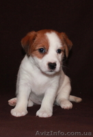 Джек Рассел терьер - <ro>Изображение</ro><ru>Изображение</ru> #7, <ru>Объявление</ru> #144608