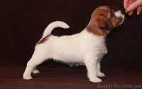 Джек Рассел терьер - <ro>Изображение</ro><ru>Изображение</ru> #4, <ru>Объявление</ru> #144608