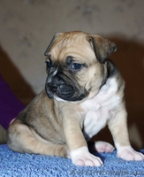 Щенки Американского Стаффордширского Терьера (амстафф, стафф) Продажа  - <ro>Изображение</ro><ru>Изображение</ru> #4, <ru>Объявление</ru> #156610