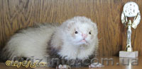Питомник декоративных хорьков «Valley of ferrets»  - <ro>Изображение</ro><ru>Изображение</ru> #1, <ru>Объявление</ru> #141396