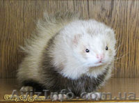 Питомник декоративных хорьков «Valley of ferrets»  - <ro>Изображение</ro><ru>Изображение</ru> #2, <ru>Объявление</ru> #141396
