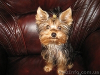 Продам щенков Йоркширских терьеров МИНИ ДЕВОЧКА - <ro>Изображение</ro><ru>Изображение</ru> #4, <ru>Объявление</ru> #136080