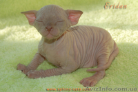Канадский сфинкс котёнок - <ro>Изображение</ro><ru>Изображение</ru> #2, <ru>Объявление</ru> #159411