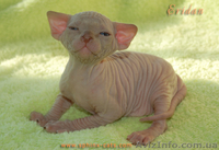 Канадский сфинкс котёнок - <ro>Изображение</ro><ru>Изображение</ru> #1, <ru>Объявление</ru> #159411