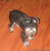 качественная стрижка собак и кошек - <ro>Изображение</ro><ru>Изображение</ru> #5, <ru>Объявление</ru> #163661