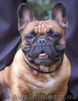 Предлагается для вязки рыжий французский бульдог - <ro>Изображение</ro><ru>Изображение</ru> #1, <ru>Объявление</ru> #168635