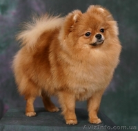 ШПИЦ ПОМЕРАНСКИЙ -Подрощенная девочка - <ro>Изображение</ro><ru>Изображение</ru> #2, <ru>Объявление</ru> #166309