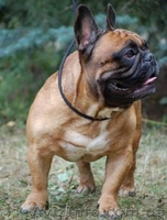 Предлагается для вязки рыжий французский бульдог - <ro>Изображение</ro><ru>Изображение</ru> #3, <ru>Объявление</ru> #168635