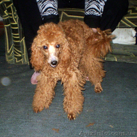 качественная стрижка собак и кошек - <ro>Изображение</ro><ru>Изображение</ru> #3, <ru>Объявление</ru> #163661