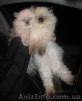 Гималайские котята окраса колор-пойнт - <ro>Изображение</ro><ru>Изображение</ru> #1, <ru>Объявление</ru> #178469