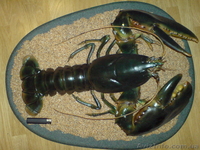 ГИГАНТСКИЙ ОМАР!!! - <ro>Изображение</ro><ru>Изображение</ru> #1, <ru>Объявление</ru> #172223